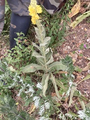 Verbascum densiflorum