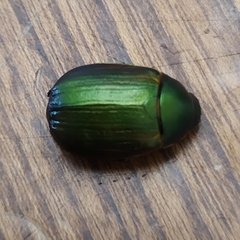 Anomala dubia