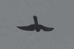 Falco sparverius image