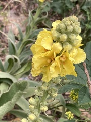 Verbascum densiflorum