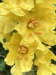 Verbascum densiflorum