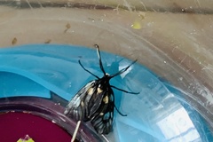 Trypanophora semihyalina