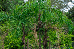 Bactris riparia