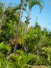 Bactris riparia