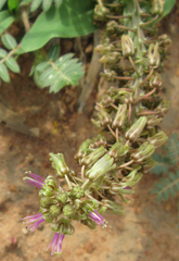 Ledebouria marginata image