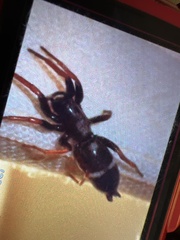 Herpyllinae