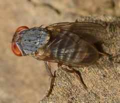 Prosopomyia pallida