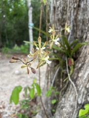 Encyclia guatemalensis
