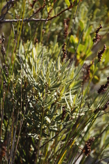 Grubbia tomentosa