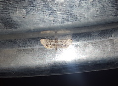 Parapoynx affinialis