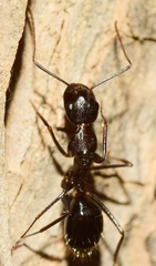 Camponotus sylvaticus