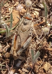 Asiotmethis limbatus