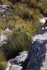 Grubbia tomentosa