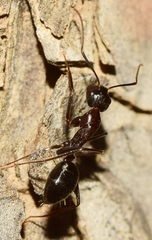 Camponotus sylvaticus