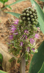 Ledebouria marginata image