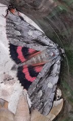 Catocala coccinata
