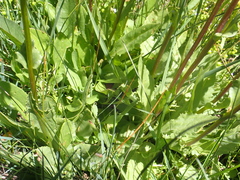 Senecio hydrophiloides