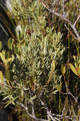 Grubbia tomentosa