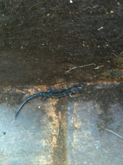 Plethodon albagula