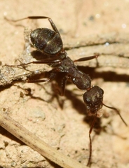 Iberoformica subrufa