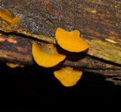 Heterotextus miltinus