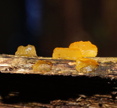 Heterotextus miltinus
