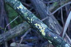 Trichoderma victoriense