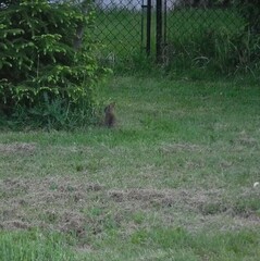 Sylvilagus floridanus