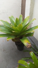 Alcantarea imperialis