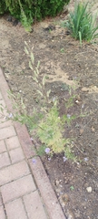 Delphinium ajacis