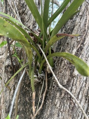 Encyclia guatemalensis