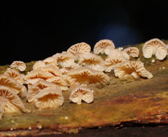 Marasmiellus affixus