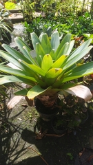 Alcantarea imperialis