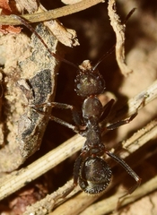 Iberoformica subrufa