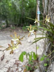 Encyclia guatemalensis