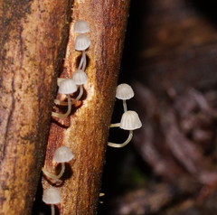 Mycena maldea