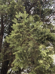 Abies flinckii