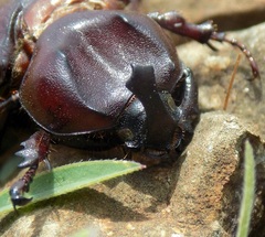 Phyllognathus dionysius