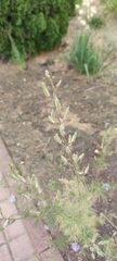 Delphinium ajacis