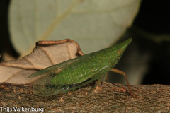Dictyophara multireticulata