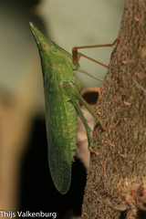 Dictyophara multireticulata