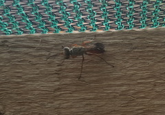 Miscophini
