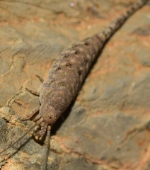 Machilinus rupestris