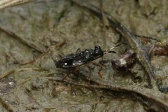 Chartoscirta cocksii