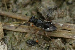 Chartoscirta cocksii