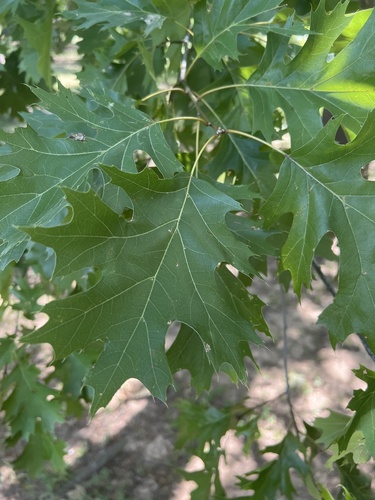 Shumard's oak (Quercus shumardii)