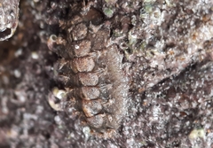 Acanthochitona