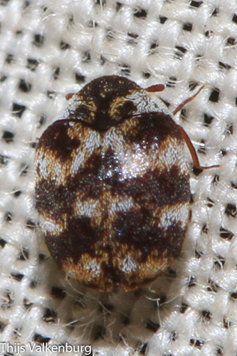 עורית השטיחים (Varied Carpet Beetle)