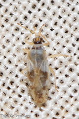 Monosteira unicostata