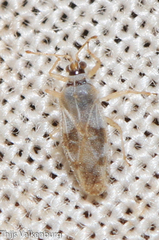Monosteira unicostata